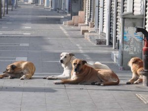 Köpekten kaçarken otomobilin çarptığı çocuk öldü  