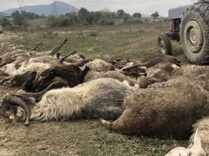 Köpeklerin saldırdığı 41 küçükbaş hayvan telef oldu  