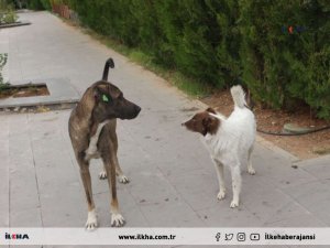 Halk sorun teşkil eden sokak hayvanlarının barınaklarda koruma altına alınmasını istiyor  