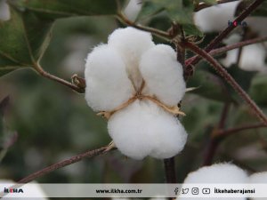 Diyarbakır’da sezonun ilk pamuk hasadı başladı 