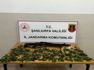 Tarlasında kenevir yetiştiren şahıs gözaltına alındı  