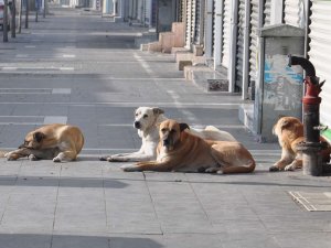 Başıboş köpeklerin sayısı her geçen gün artıyor