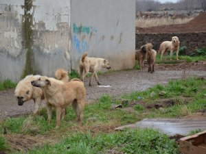 Trakya Bölge Veteriner Hekimler Odasından kuduz için önlem çağrısı