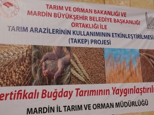 Mardinde çiftçilere 13 milyon lira değerinde buğday tohumu dağıtıldı 