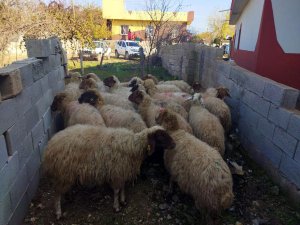 Çalınan 28 küçükbaş hayvan sahibine teslim edildi  