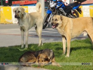 Başıboş sokak köpekleri 33 kişiyi öldürdü!  