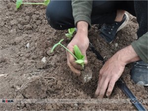 Batmanda çiftçiler yağışların bekledikleri gibi yağmasıyla maliyetlerinin düşeceğini belirtiyor 