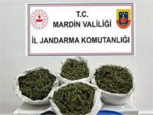 Mardin’de 28 kilo 500 gram esrar ele geçirildi 