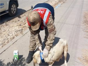 Şanlıurfada sokak köpeklerine Reflektif Tasma takıldı  