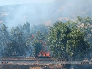 Mardin’de ormanlık alanda çıkan yangın söndürüldü 