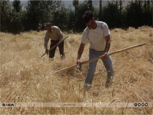 Elektrik kesintilerinin sık yaşandığı Mardinde çiftçiler muzdarip