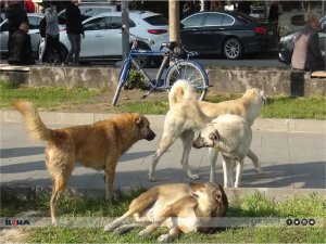 İstanbul Valisi Gül’den sokak köpeklerini toplayın talimatı 