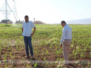 Mardin ovasında bu sene mısır rekoltesinde düşüş bekleniyor  