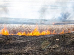 Edirnede 100 dönüm tarım arazisi zarar gördü  