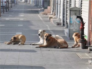 Bakan Tunç: Başıboş sokak köpekleri konusunda çalışma var  