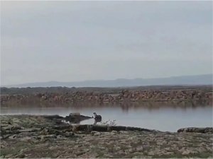 Diyarbakırda nesli tükenmekte olan su samuru görüldü  