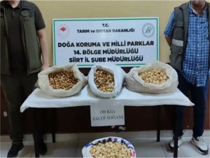 Siirtte izinsiz salep soğanı toplayan kişiye 387 bin TL ceza kesildi  