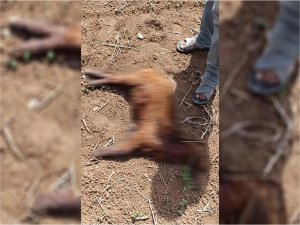 Şanlıurfada başıboş köpekler küçükbaş hayvanlara saldırdı  