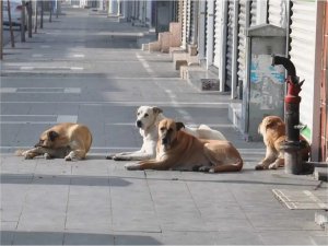 Başıboş sokak köpeklerine ilişkin teklif TBMM Başkanlığına sunuldu  