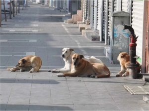 Başıboş köpeklere yönelik kanun teklifinin ilk 5 maddesi kabul edildi  