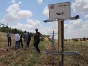 Mardin’in  Kadim Asma Çeşitleri Geleceğe Filizleniyor