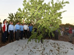 Şanlıurfa Valisi Şıldak badem hasadına katıldı  