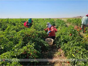 Kendi ektikleri 3 çeşit biberle salça ve pul biber üreterek satışını yapıyorlar  