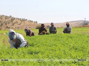 Mardin’de maydanoz hasadı bereketli geçiyor  