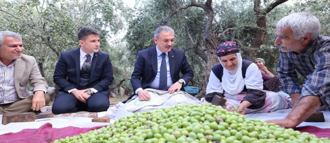 Vali Tuncay Akkoyun, Derik’te zeytin hasadında zeytin topladı