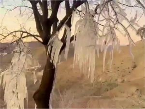 Siirt’te patlayan borudan sıçrayan sular, ağaçta sarkıt oluşturdu  