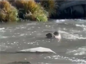 Şırnak’ta nesli tükenme tehlikesi altındaki su samuru görüntülendi  