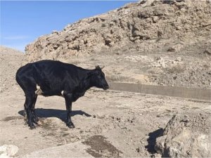 Mardin’de sulama kanalına düşen inek, itfaiye tarafından kurtarıldı  