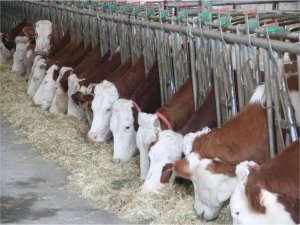 Bakan Yumaklıdan hayvancılığa hibe desteği müjdesi  