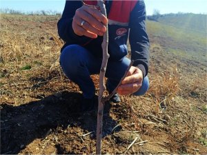 Siirt fıstığında verim kaybını önlemek için arazi kontrolleri devam ediyor  